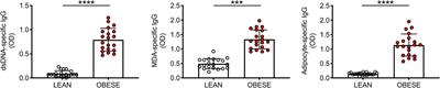 Phenotypic and Functional Characterization of Double Negative B Cells in the Blood of Individuals With Obesity